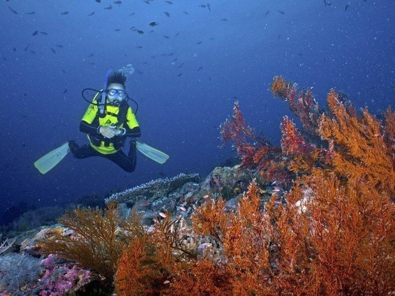 diver-underwater-in-sipadan-island_1024x1024-progressive-7682361